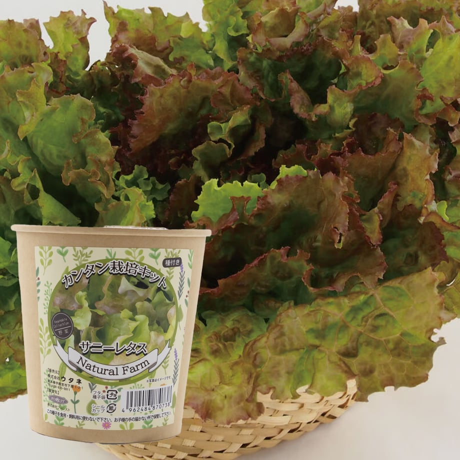 カンタン栽培キット サニーレタス 【87073】 | 花さんぽ｜種子をはじめ