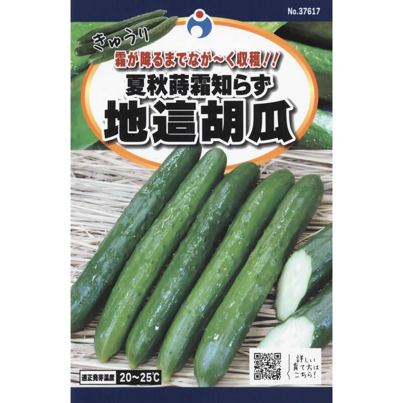 おすすめ　きゅうり　胡瓜　05 おすすめ きゅうり 胡瓜 05