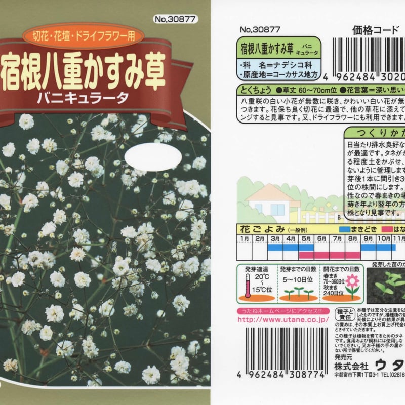 八重かすみ草バニキュラータ / 【30877】 | 花さんぽ｜種子をはじめ
