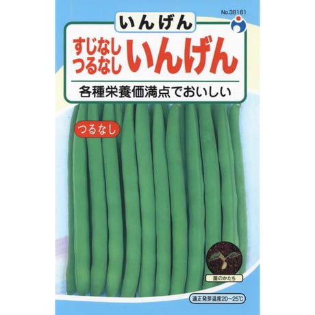 つるなしいんげん　/　【38161】