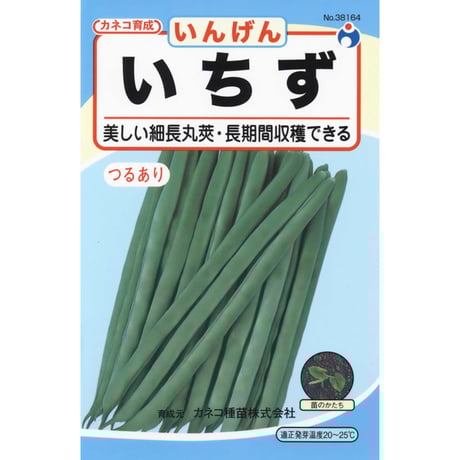 いちず菜豆（いんげん）　/　【38164】