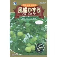 風船かずらバルーンバイン　/　【12449】