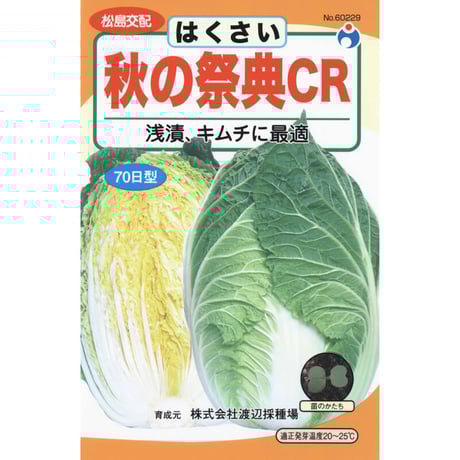 秋の祭典CR白菜　/　【60229】