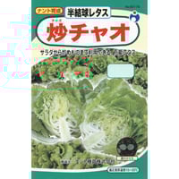炒チャオ（レタス）　/　【60176】