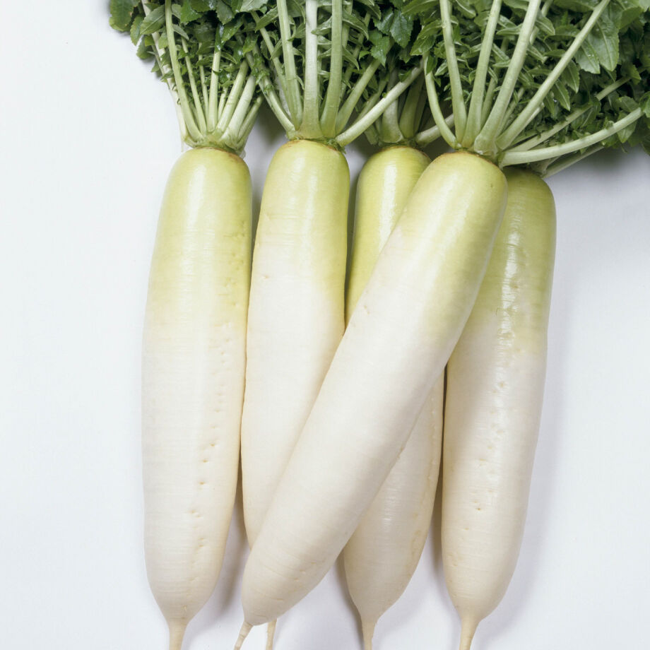 だいこんページ 耐病総太り大根（だいこん） / 【12318】 | 花さんぽ｜種子をはじめ