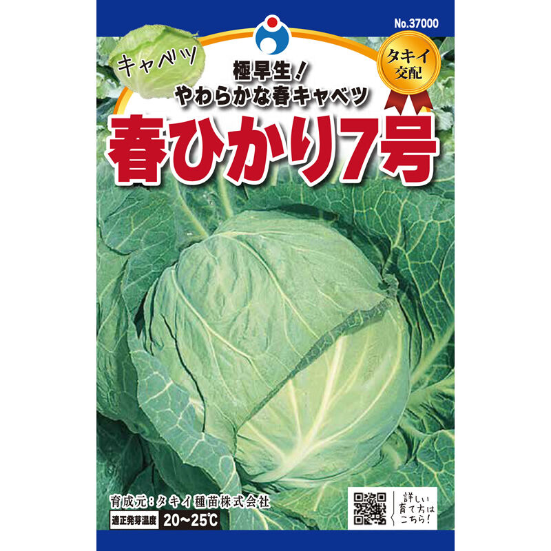 カゲマルデザインアイビーキャベツ