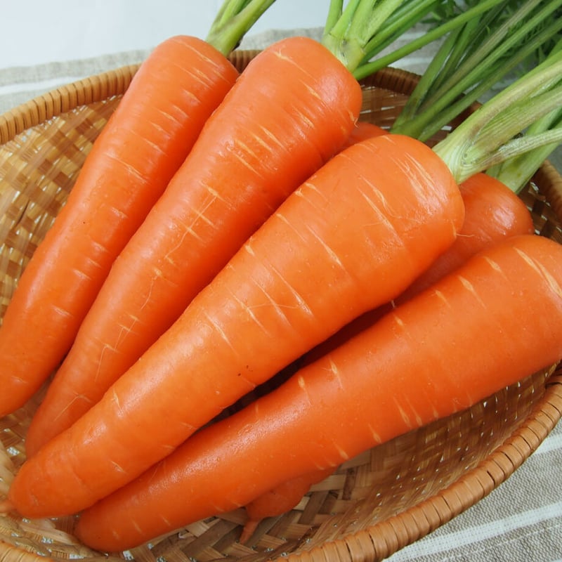 新黒田五寸人参（ごすんにんじん） / 【14521】 | 花さんぽ｜種子を