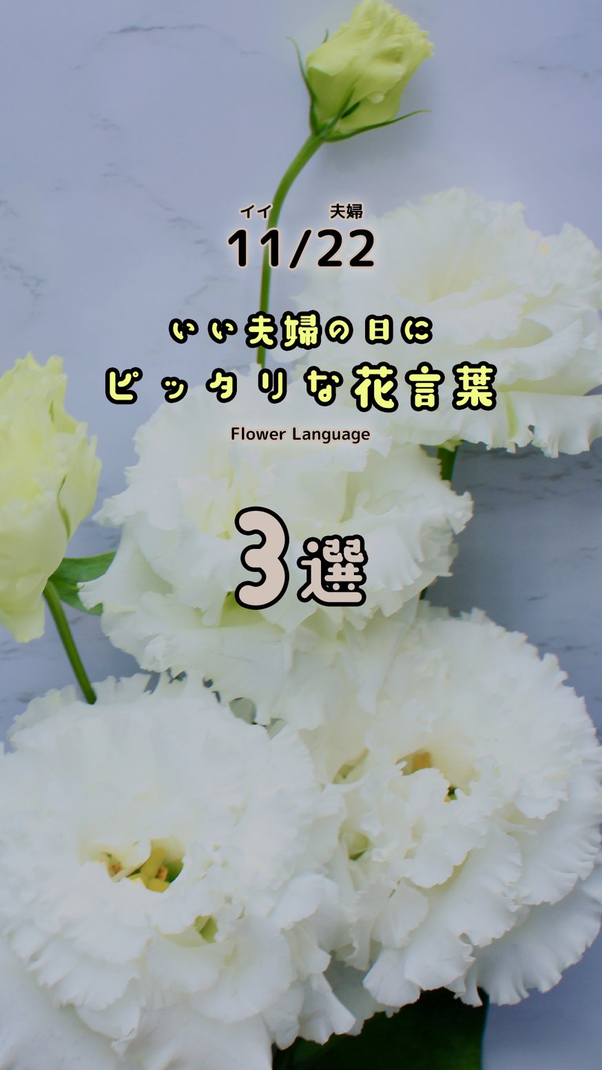 NEWS | 花さんぽ｜種子をはじめ園芸用品を取り扱うウタネの通販ショップ