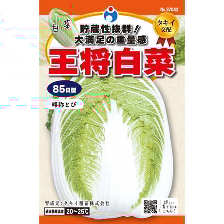 王将白菜　/　【37042】