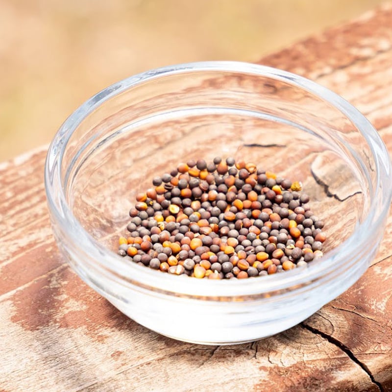 サラダ小松菜 / 【06129】 | 花さんぽ｜種子をはじめ園芸用品を