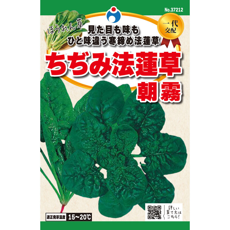 ちぢみ法蓮草朝霧（ほうれんそう） / 【37212】 | 花さんぽ｜種子を