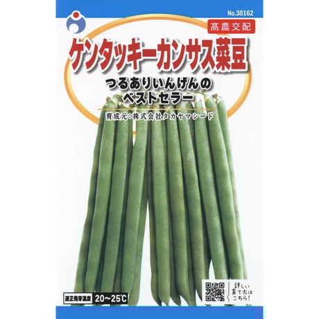 ケンタッキーカンサス菜豆（いんげん）　/　【38162】