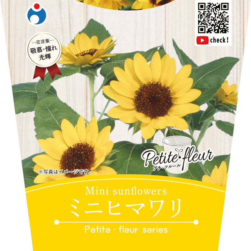 花の栽培キット ミニヒマワリ 【87065】 | 花さんぽ|種子を 花の栽培キット ミニヒマワリ 【87065】 | 花さんぽ|種子を