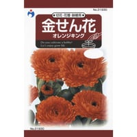 金せん花オレンジキング　/　【31930】