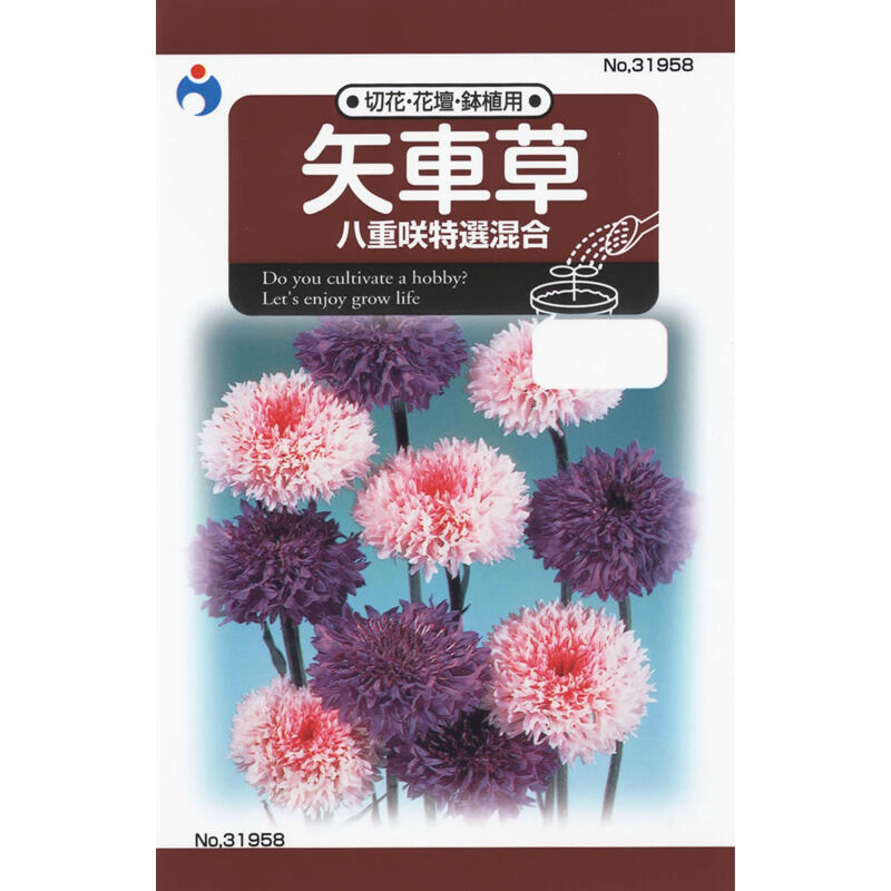 矢車草八重咲特選混合 / 【31958】 | 花さんぽ｜種子をはじめ園芸用品
