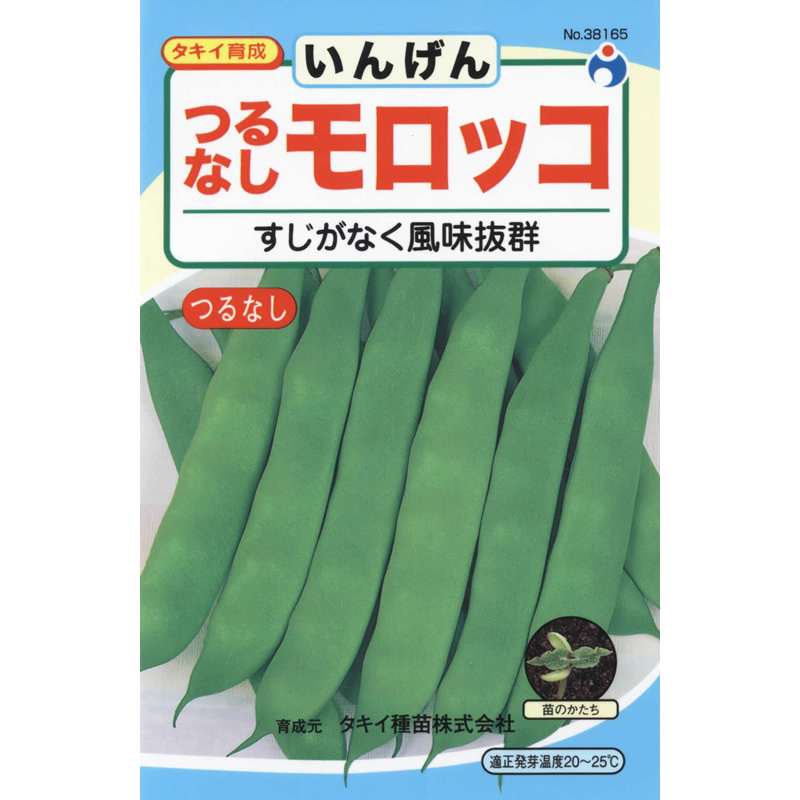 つるなしモロッコ（いんげん） / 【38165】 | 花さんぽ｜種子をはじめ