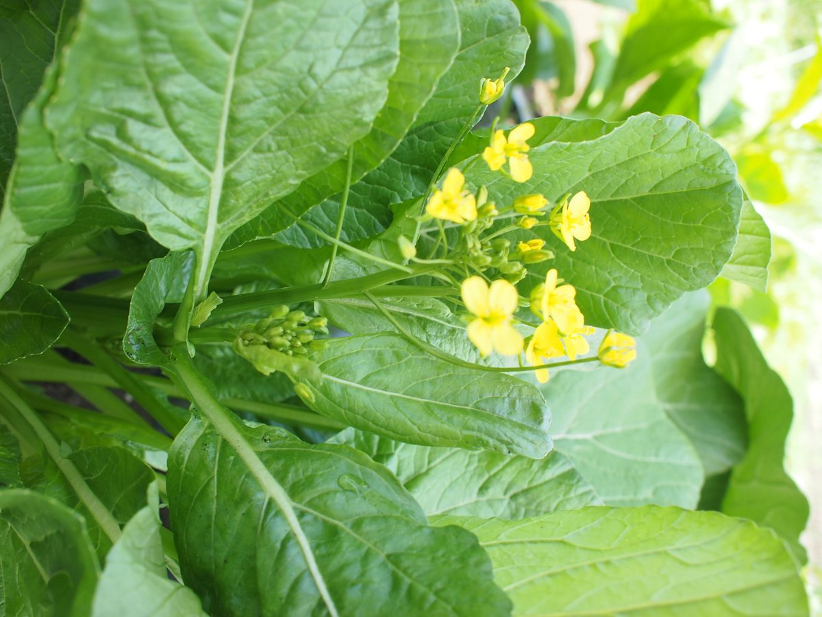 サカタ交配アスパラ菜（オータムポエム） / 送料込 【06124】 | 花