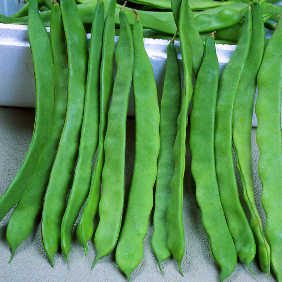 ビックリジャンボ菜豆（いんげん） / 【26780】 | 花さんぽ｜種子を