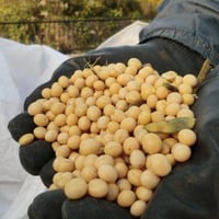 令和7年産　京都産　白大豆　サチユタカ　1㎏　お味噌つくりに！