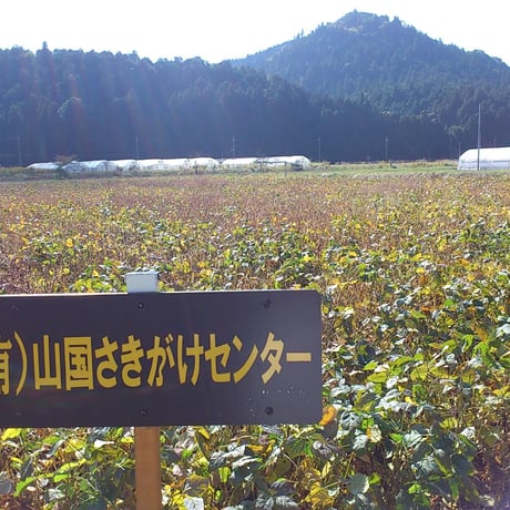 【送料込】粒が大きい！豆の味しっかり！山国納豆(35g×2）6パック　同梱不可