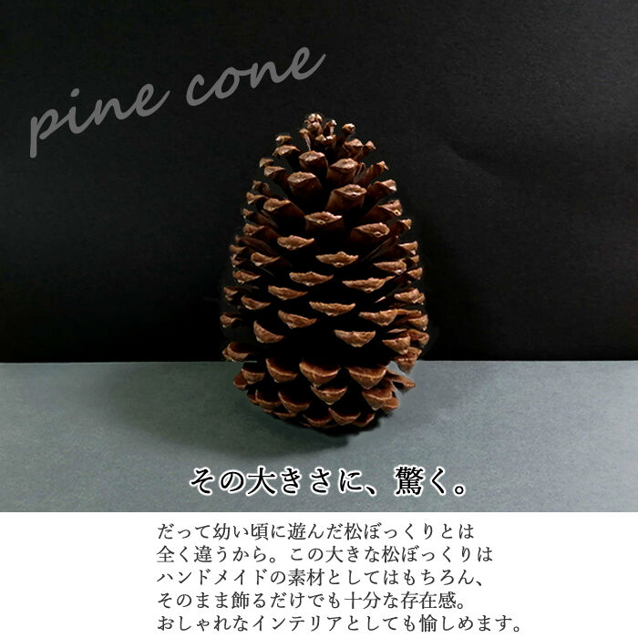 大きな松ぼっくり(14cmサイズ•7個　11cmサイズ•11個) 大きな松ぼっくり(14cmサイズ•7個 11cmサイズ•11個) 松ぼっくり