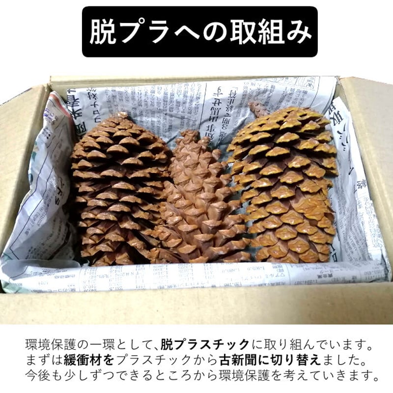 mt～様ご注文商品やすの松ぼっくり大量14㎝ Amazon.co.jp: Supla 高さ5インチ~6インチ 天然松ぼっくり 巨大