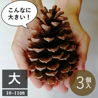 松ぼっくり【特大】3個入 12㎝～ | hitomaki