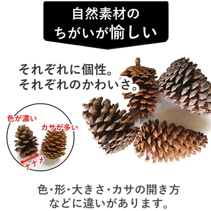 松ぼっくり【 大】3個入 10㎝~11㎝位 | hitomaki