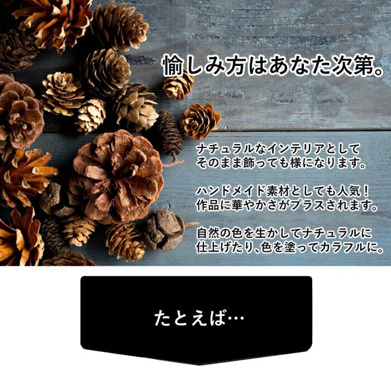 松ぼっくり【 大】3個入 10㎝~11㎝位 | hitomaki