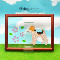 桜　さくら　ワイヤーフォックステリア