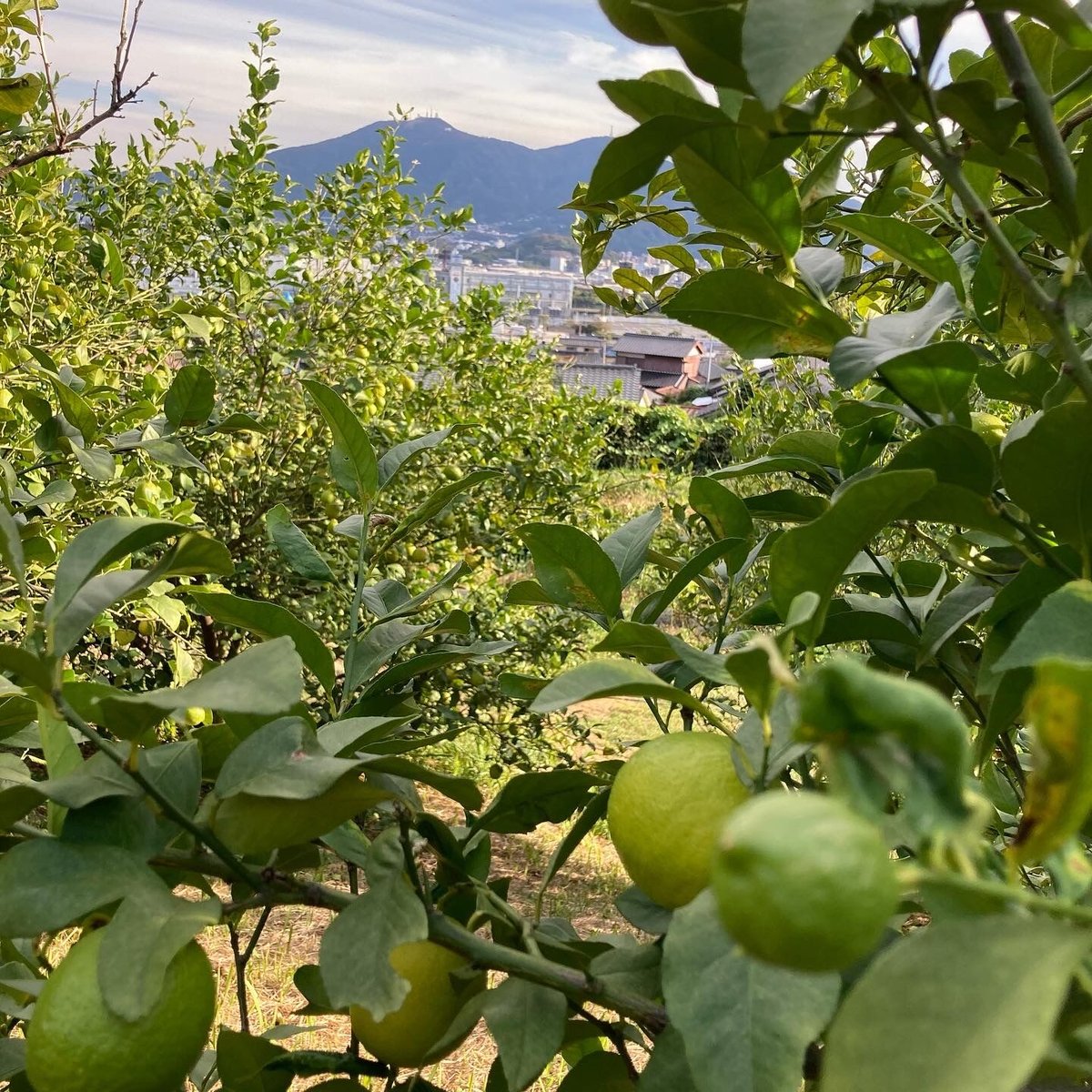 北九州レモンサワーの素（22度/1800ml） | 港の酒屋 みつばや｜北九州