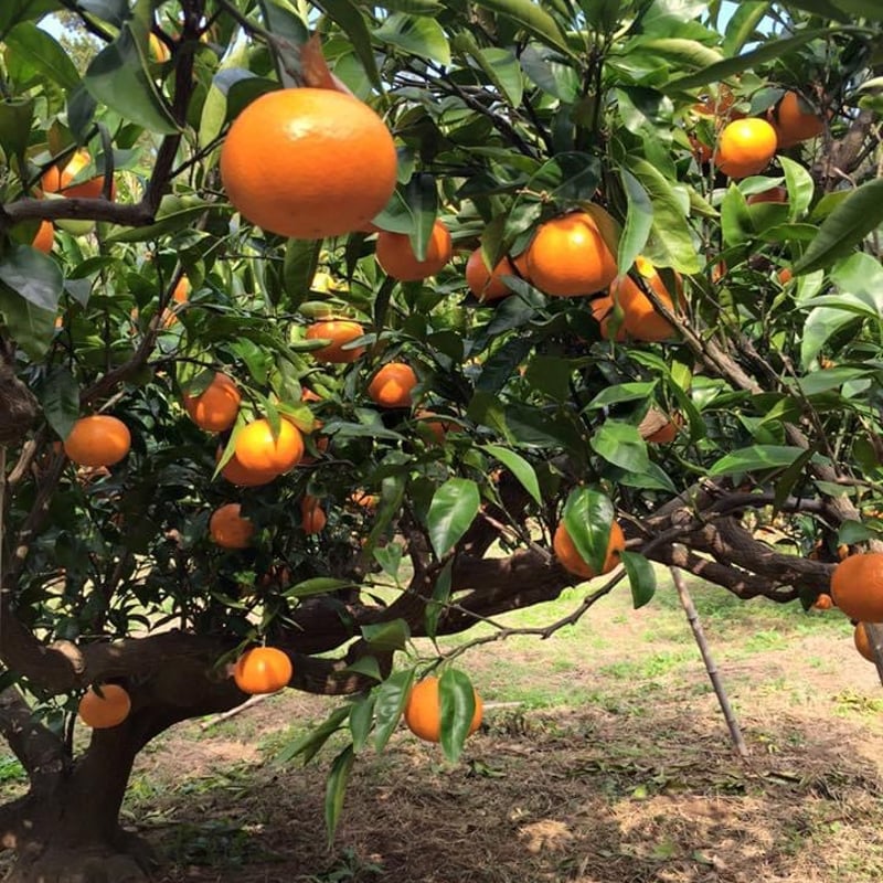 みかん wakamatsなつかしみかん（500ml）オリジナル商品 | 港の酒屋 みつばや