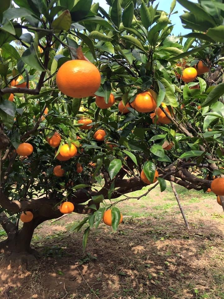 wakamatsなつかしみかん（500ml）オリジナル商品 | 港の酒屋 みつばや