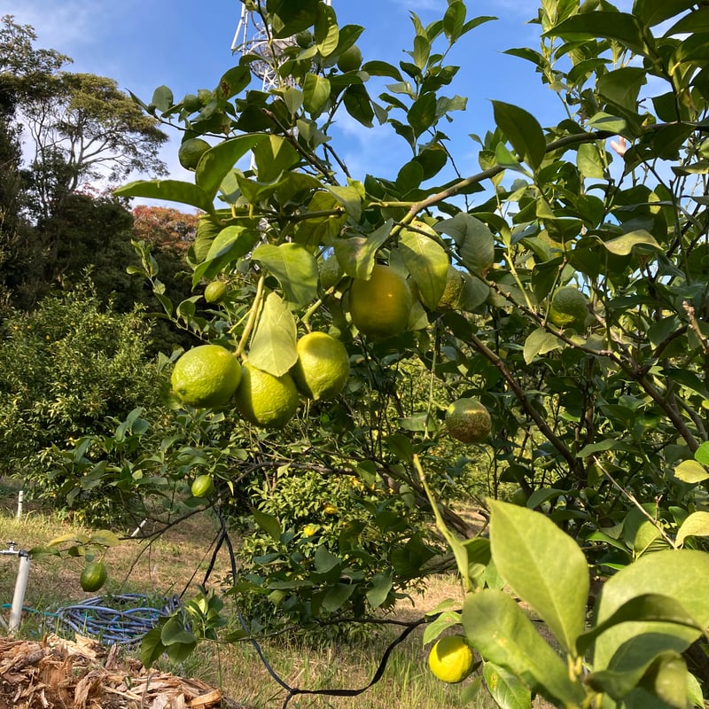 北九州レモンサワーの素ドライ（22度/1800ml） | 港の酒屋 みつばや