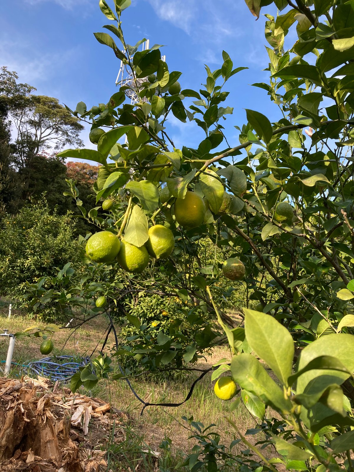 北九州レモンサワーの素ドライ（22度/1800ml） | 港の酒屋 みつばや