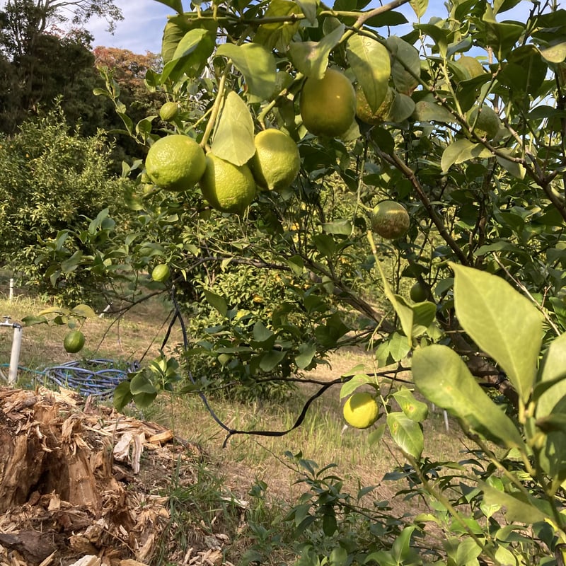 北九州レモンサワーの素ドライ（22度/500ml） | 港の酒屋 みつばや