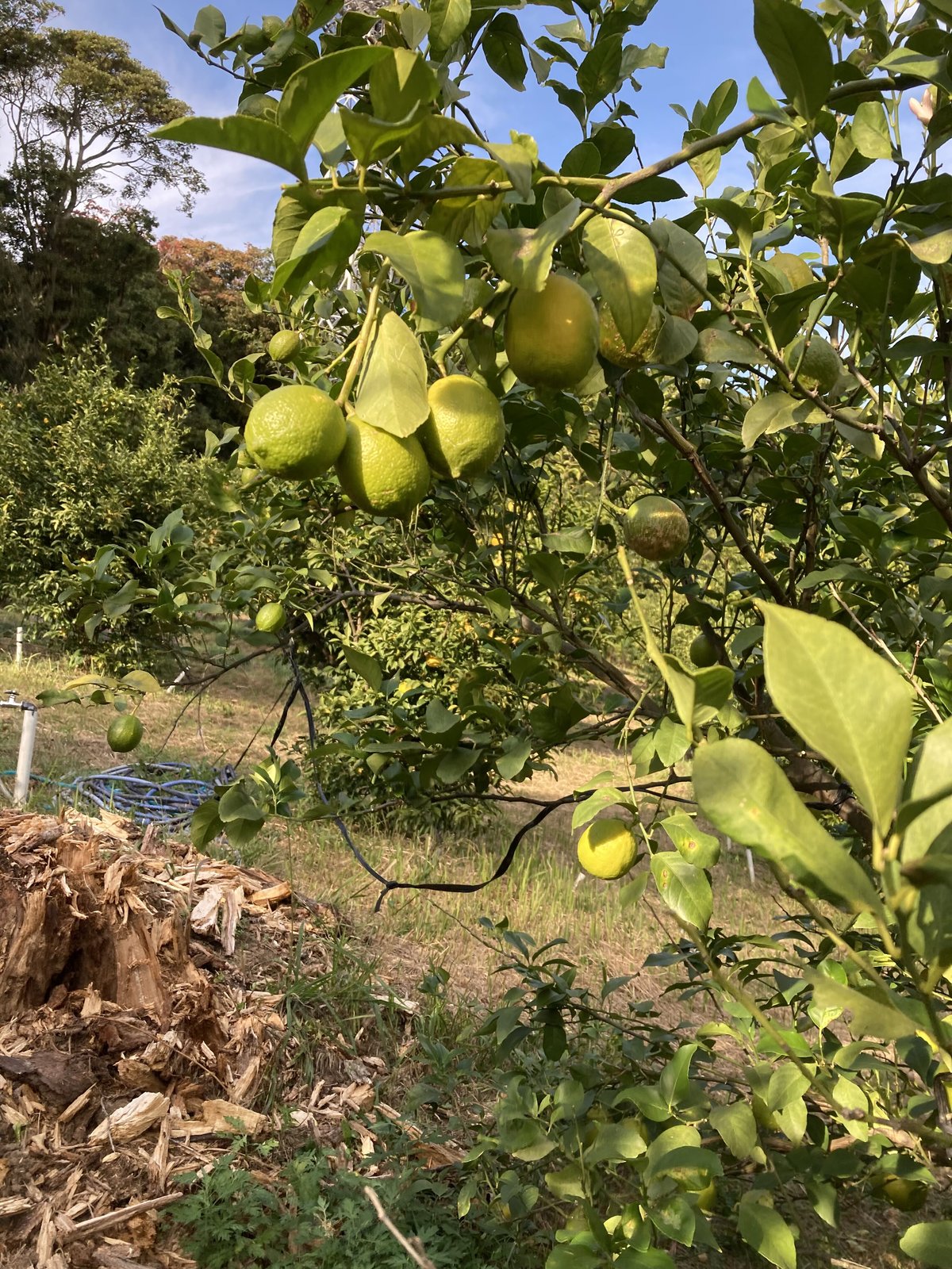 北九州レモンサワーの素ドライ（22度/500ml） | 港の酒屋 みつばや