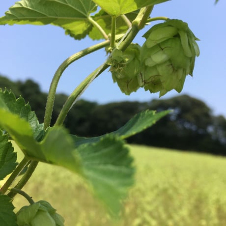 2025年10月10日発売！！　絶賛販売中！！　　　　　　　ペールエールタイプの地ビール　　　「HIbiki Fresh Hops 若松エール」　　　　350ml 30缶箱入り