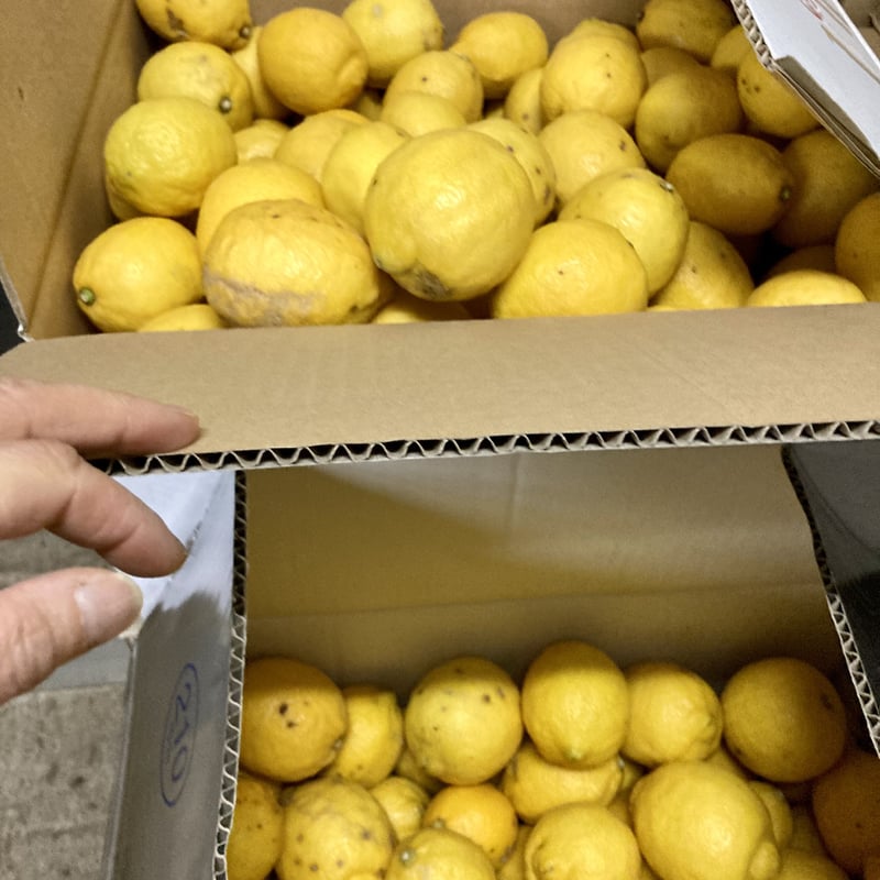 北九州レモンサワーの素（22度/500ml） | 港の酒屋 みつばや｜北九州若松区