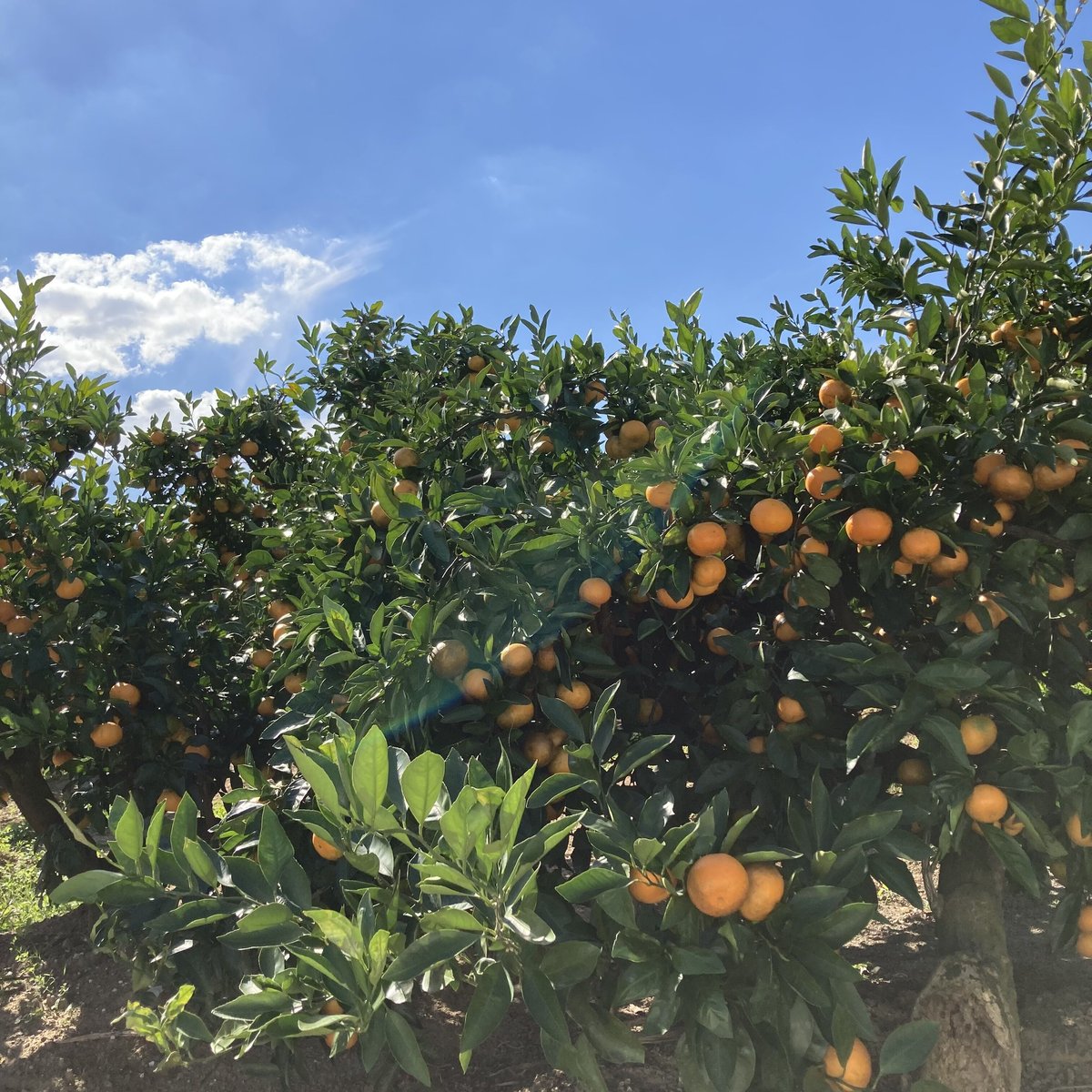 wakamatsなつかしみかん（500ml）オリジナル商品 | 港の酒屋 みつばや