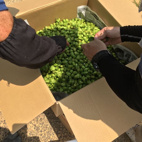 2025年10月10日発売！！　絶賛販売中！！　　　　　　　ペールエールタイプの地ビール　　　「HIbiki Fresh Hops 若松エール」　　　　350ml 30缶箱入り