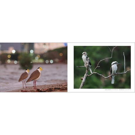 【数量限定ステッカー付き】写真集『ひかりをはこぶ　Birds carrying the sky』菅原貴徳／サイン入り