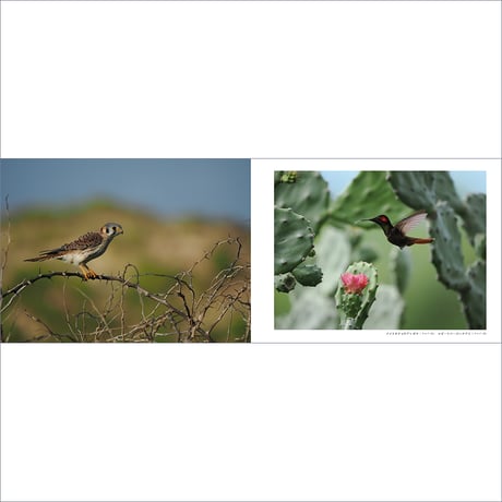 【数量限定ステッカー付き】写真集『ひかりをはこぶ　Birds carrying the sky』菅原貴徳／サイン入り
