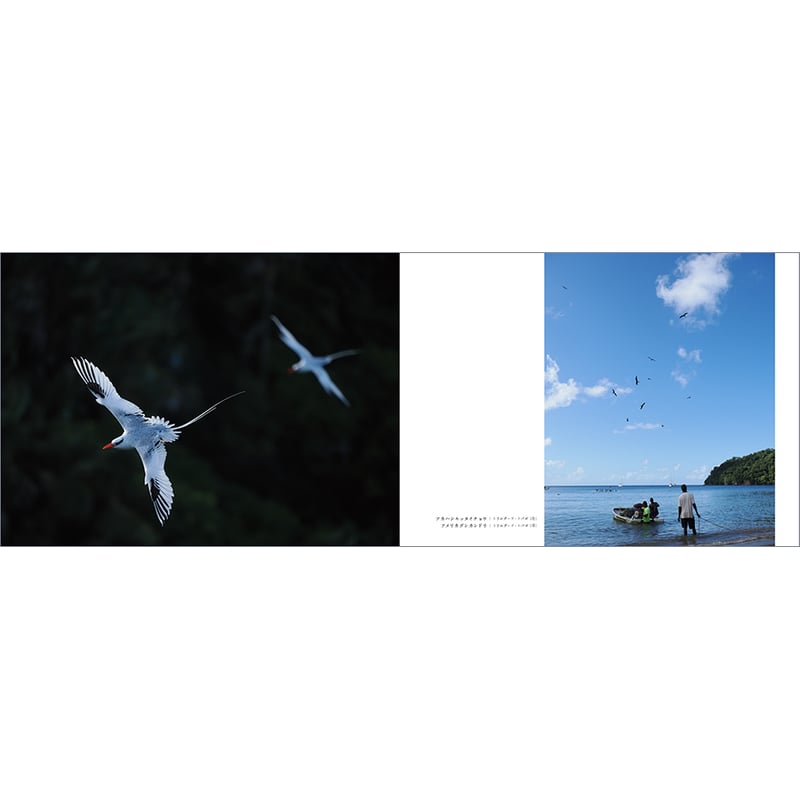 数量限定ステッカー付き】写真集『ひかりをはこぶ Birds carrying the