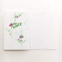 ポストカード【カラスノエンドウ：1枚】-2025年CALENDAR「HUUKA 」シリーズ-