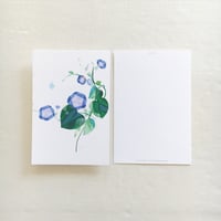 ポストカード【マルバアサガオ：1枚】-2024年CALENDAR「H I B I H A N A 」シリーズ-