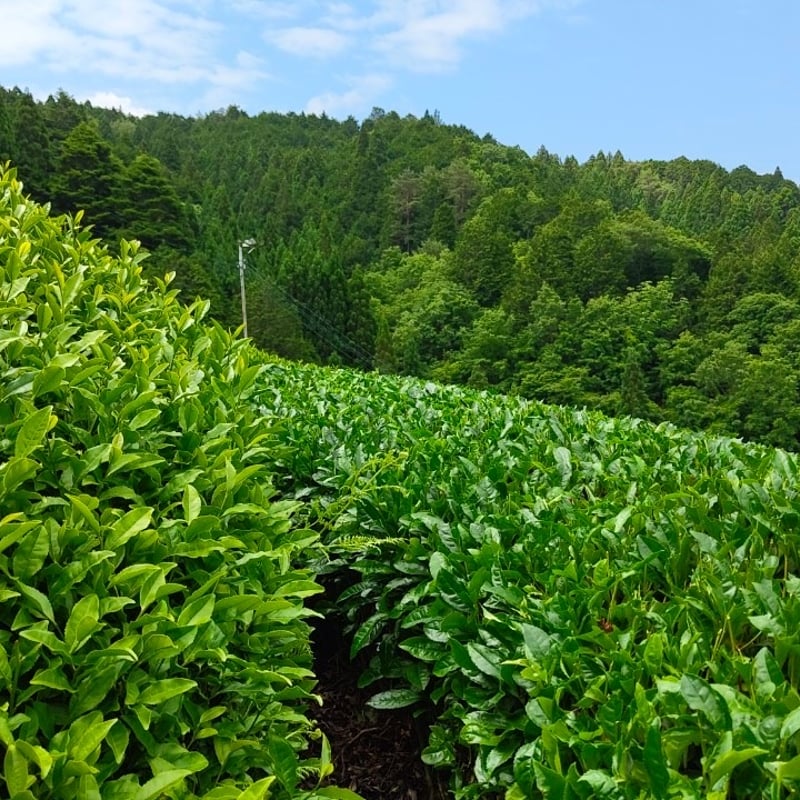 抹茶 25g | Jack Farm 's STORE