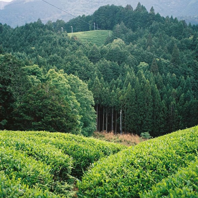 ROASTED SPRING BANCHA （焙じ春番茶）200g | Jack Farm '