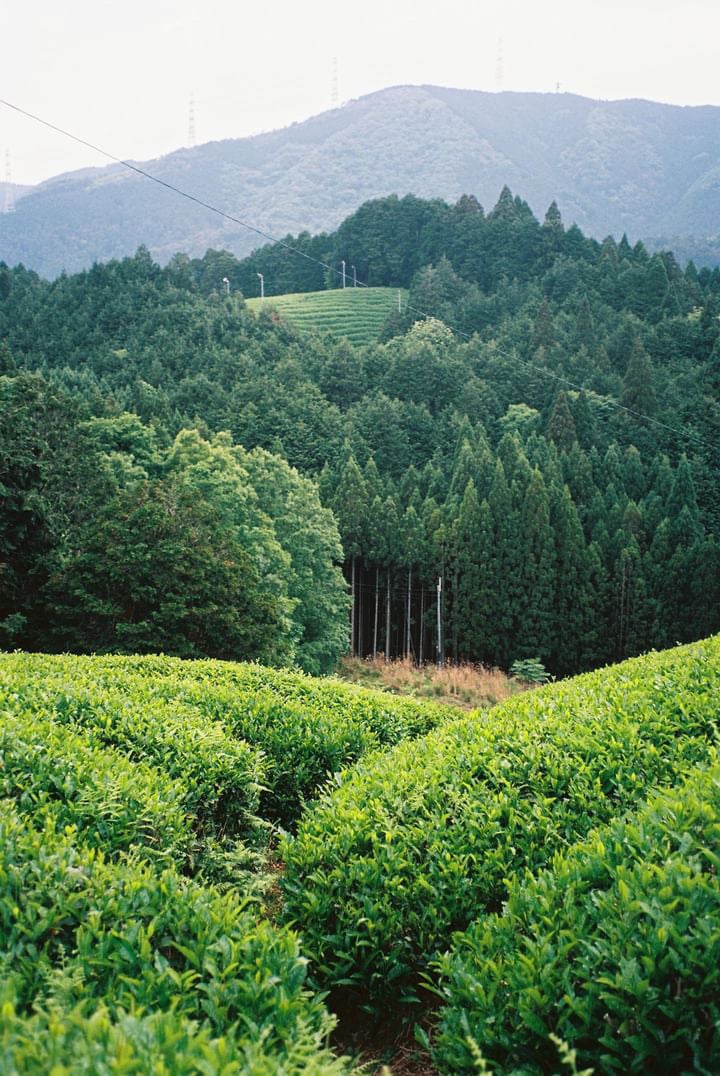ROASTED SPRING BANCHA （焙じ春番茶）200g | Jack Farm '