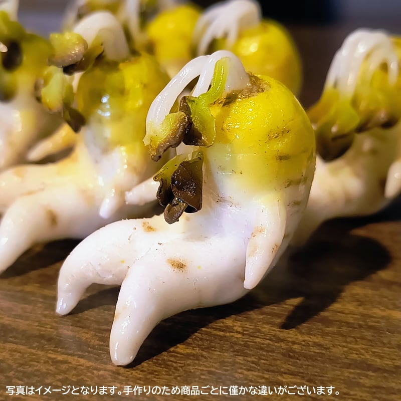 模型商品】くたびれ大根 ミニチュア | サンプルビレッジいわさき